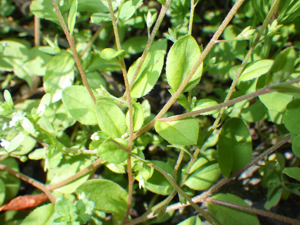 Upper surface of the leaf of the forget-me-not