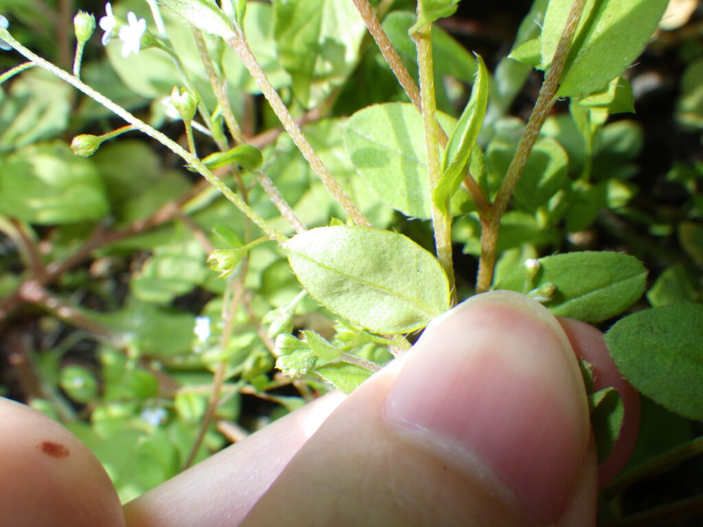 Underside of the leaves of the forget-me-not