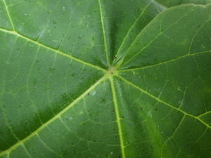 キリ(桐)とジャカランダ(キリモドキ)の違いは?似た種類の見分け方を解説 - Ecological Notes Web