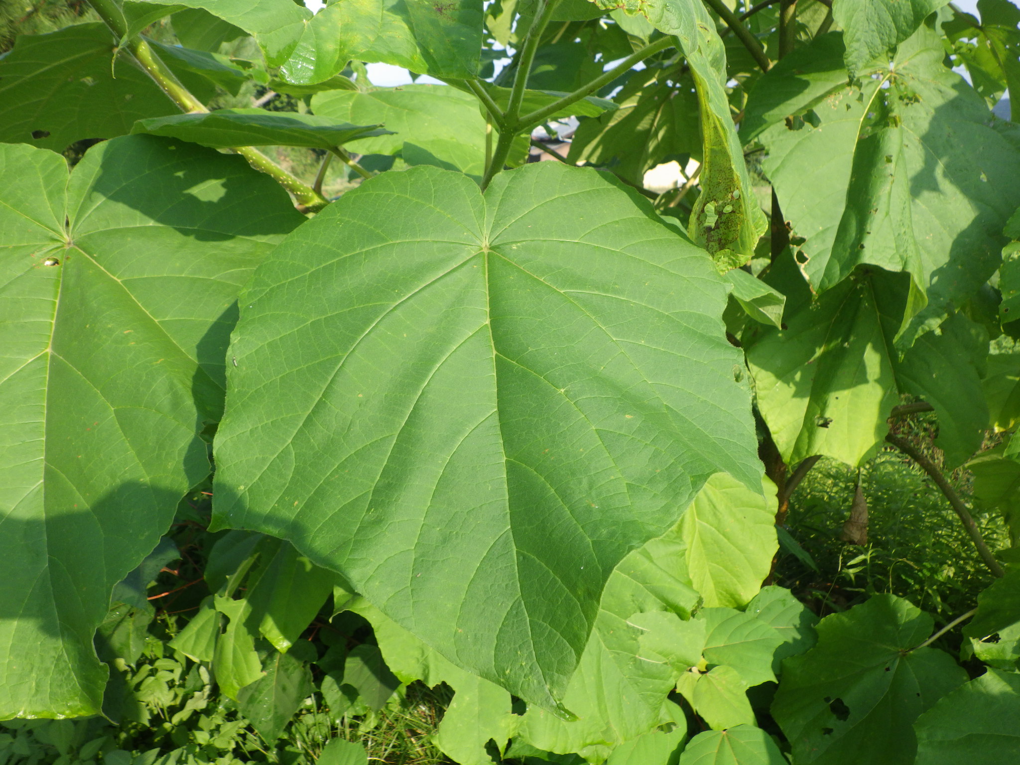 キリ(桐)とジャカランダ(キリモドキ)の違いは?似た種類の見分け方を解説 - Ecological Notes Web