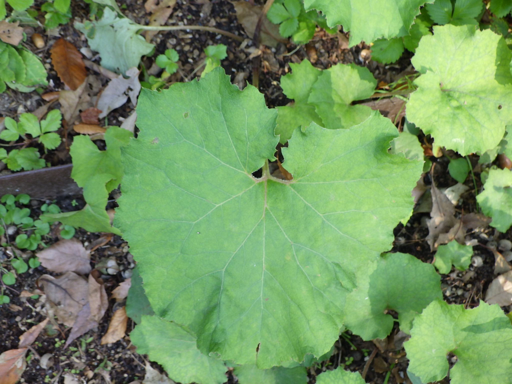 フキ・ツワブキ・オオツワブキの違いは？似た種類の見分け方を解説 - Ecological Notes Web