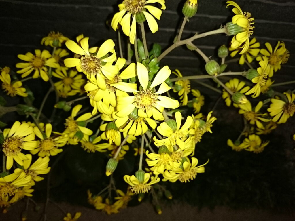 ツワブキの花：黄色で舌状花あり。