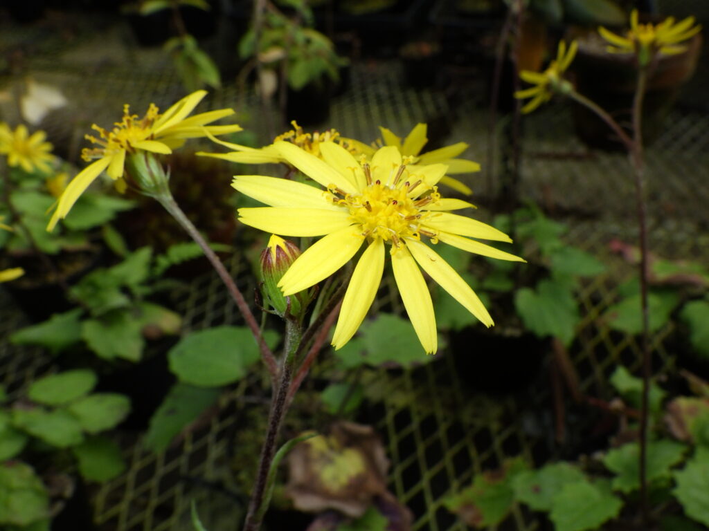 カンツワブキの花