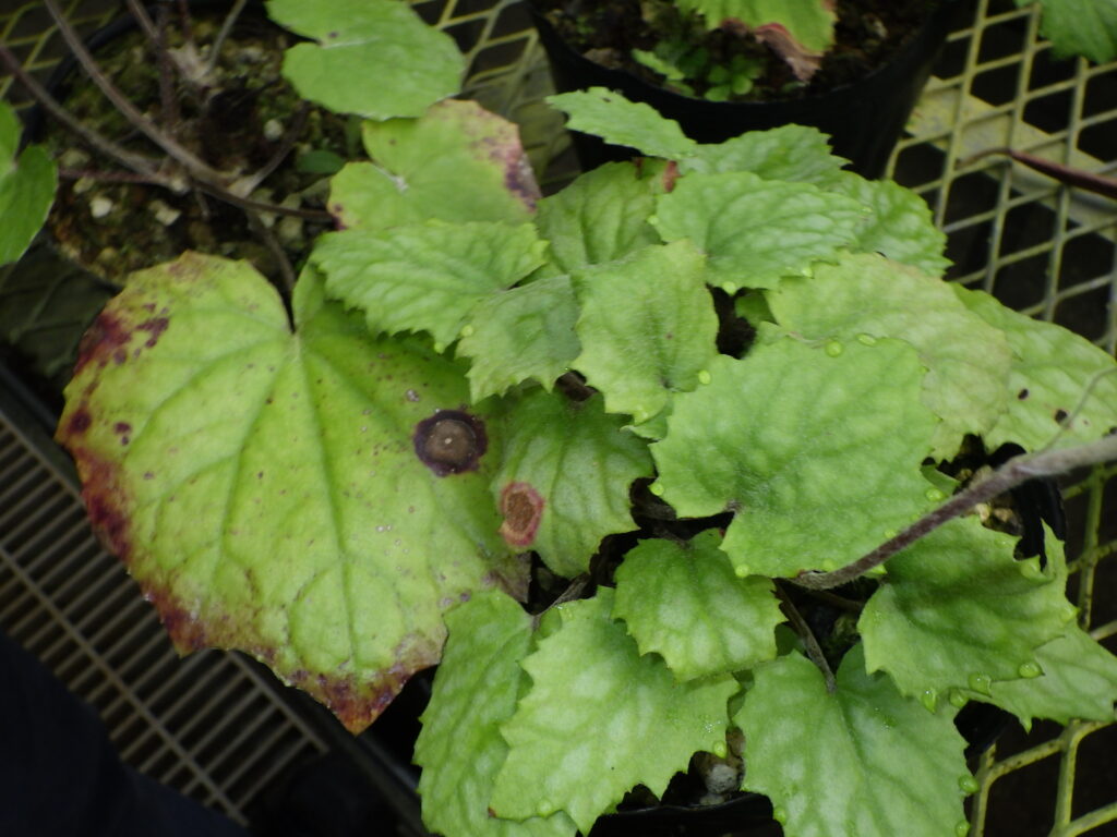 カンツワブキの葉：葉身が薄く、葉先がやや鋭く尖る、本来は葉縁は鋭重鋸歯があるが苗であるためかまだ発達していない。