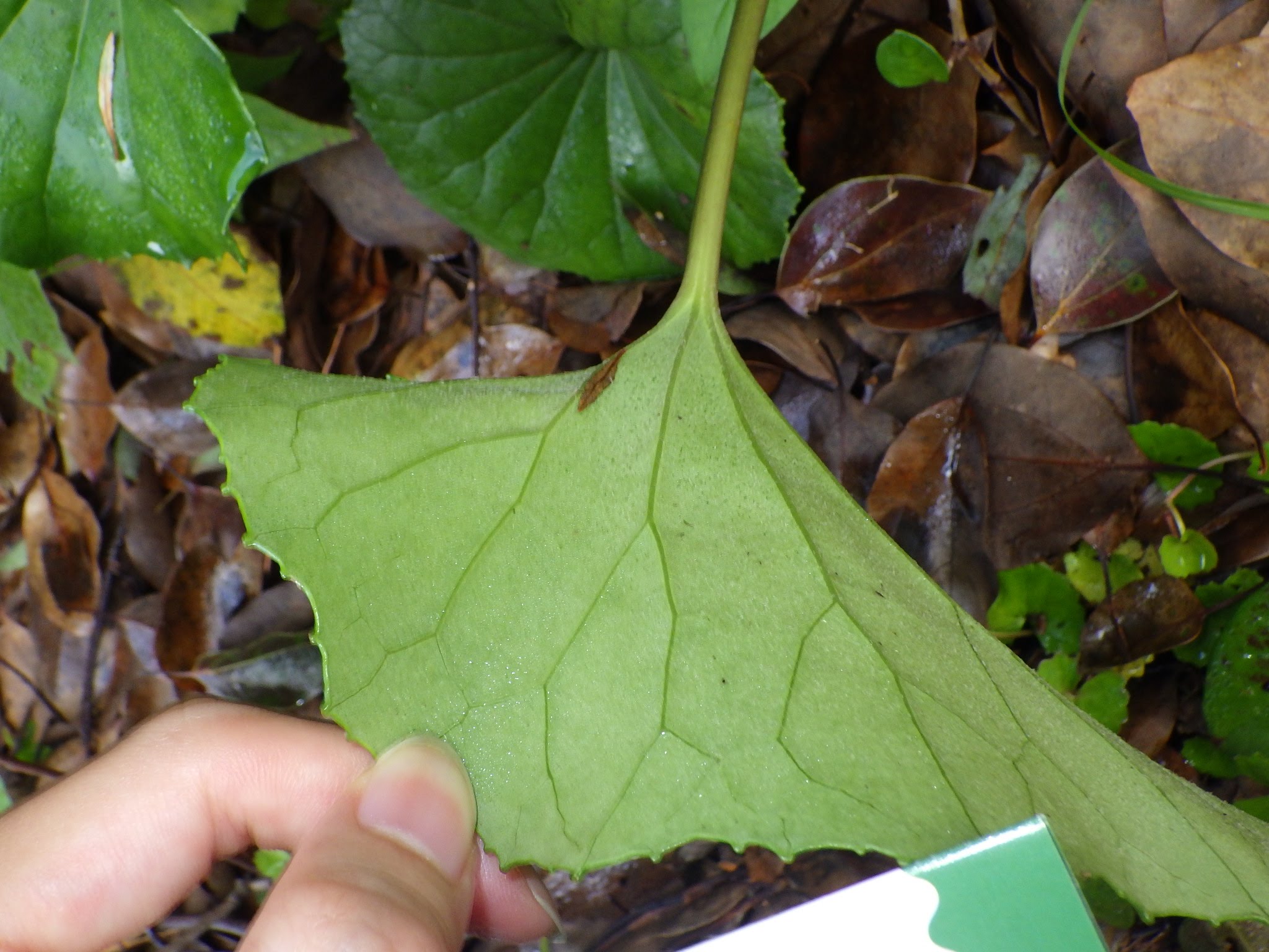 フキ・ツワブキ・オオツワブキの違いは？似た種類の見分け方を解説 - Ecological Notes Web