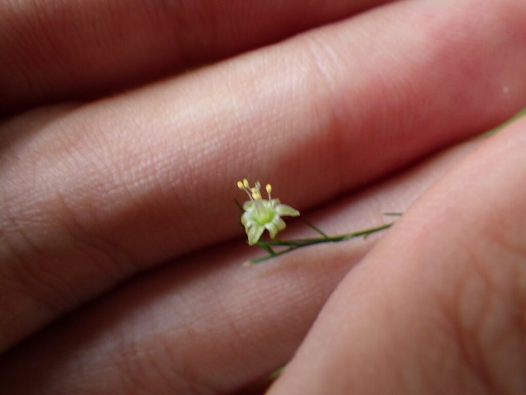 オランダキジカクシの雄花