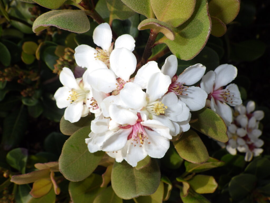 マルバシャリンバイの花