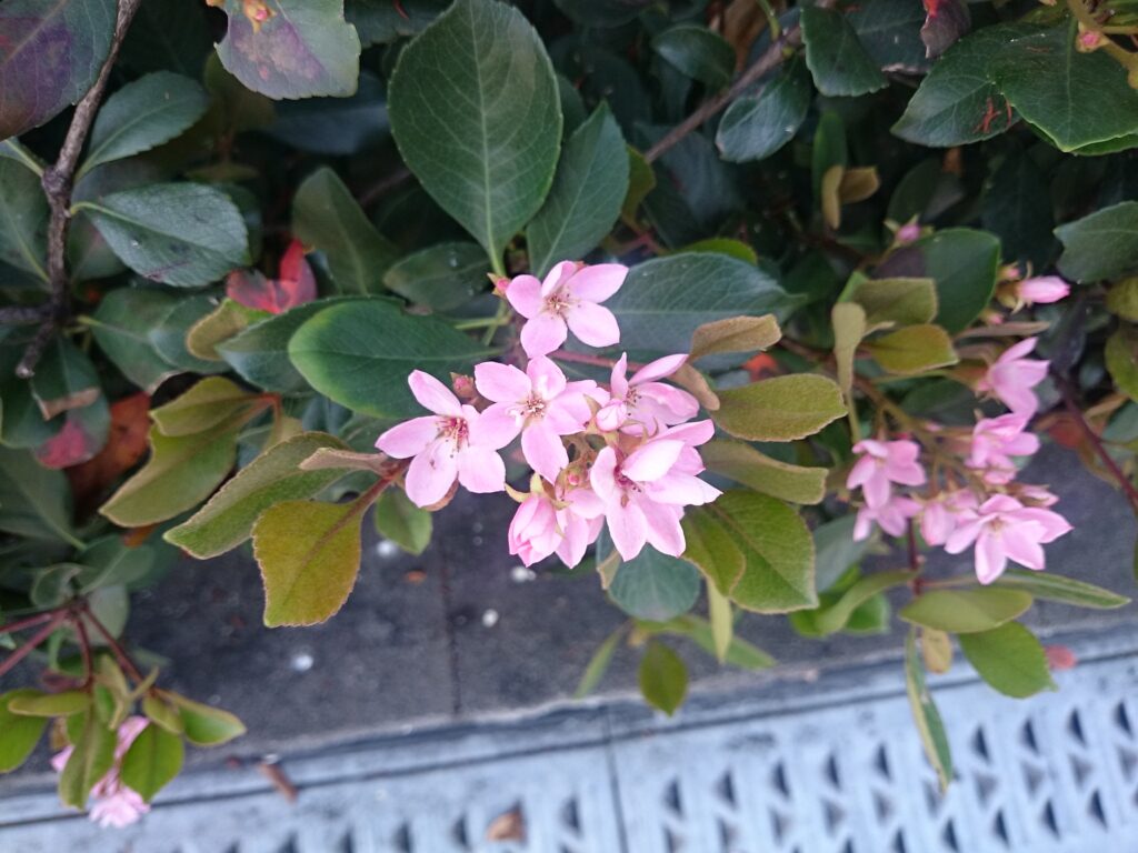 モッコクモドキの葉と花：鋸歯葉の1種類の葉しかなく、花がピンク色、ただし雑種の可能性もある。
