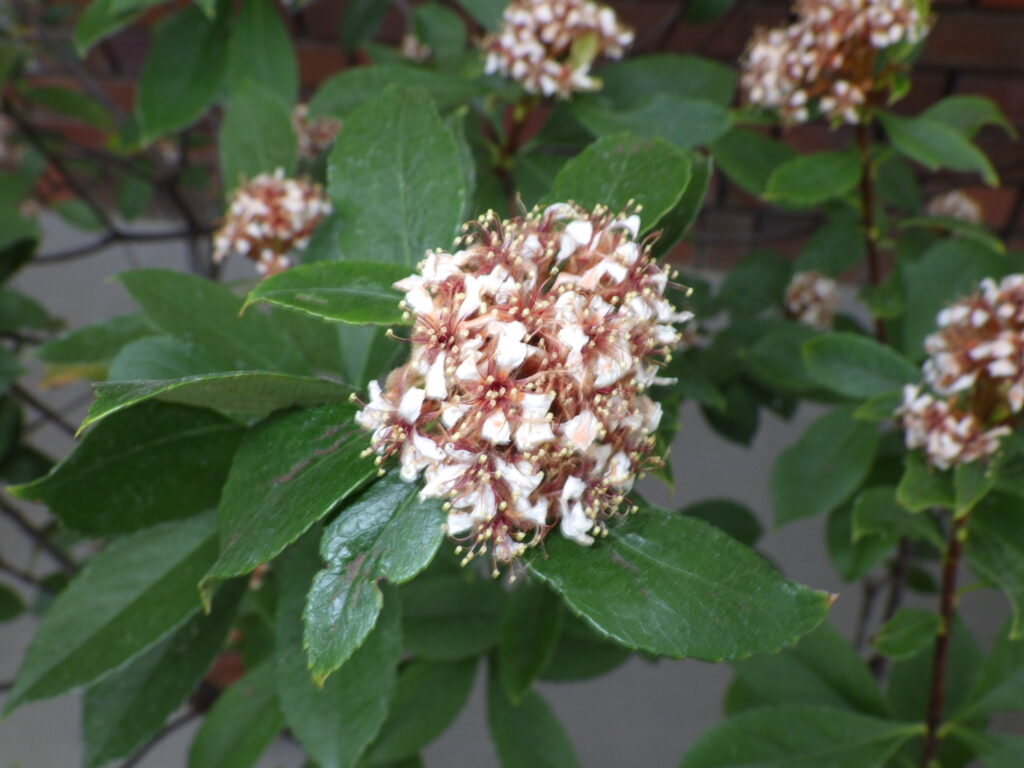 タカサゴシャリンバイの花（終わりかけ）