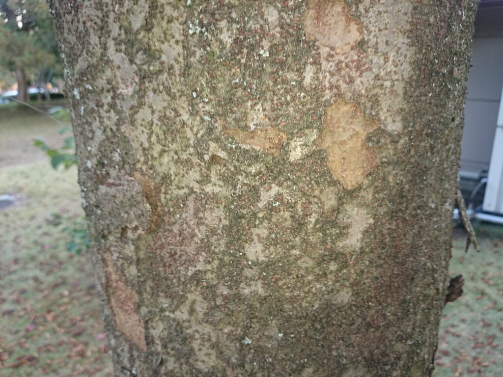 ケヤキの樹皮：樹皮が茶色くかさぶたのように部分的に剥げる点がかなり特徴的で葉がなくてもこれだけで区別できる場合がある。