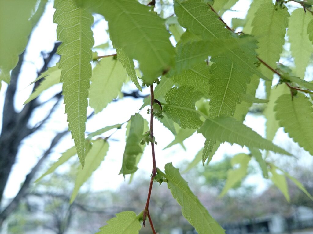 アキレスさん野外露出 ケヤキ・アキニレ・ハルニレの違いは？似た種類の見分け方を解説 | Ecological Notes Web
