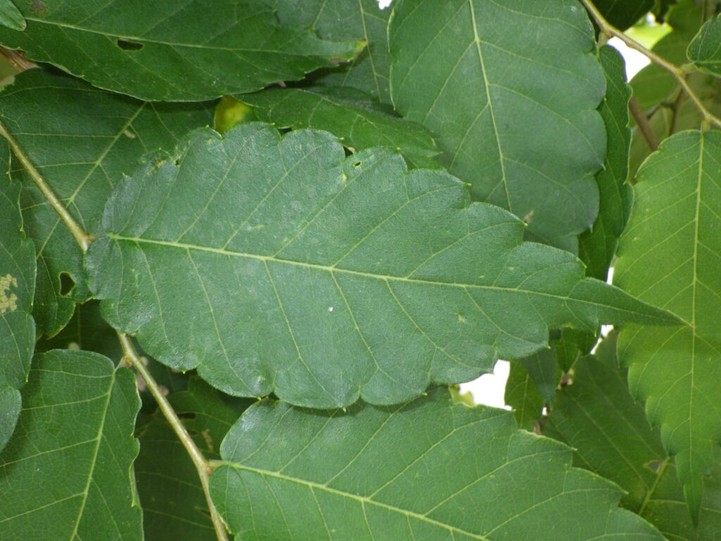 ケヤキの葉上面：葉縁は単鋸歯で鋭鋸歯