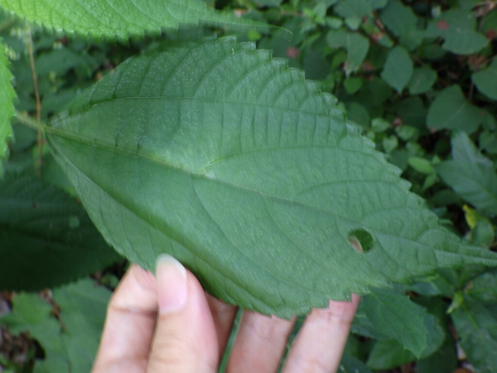 カラムシの葉上面