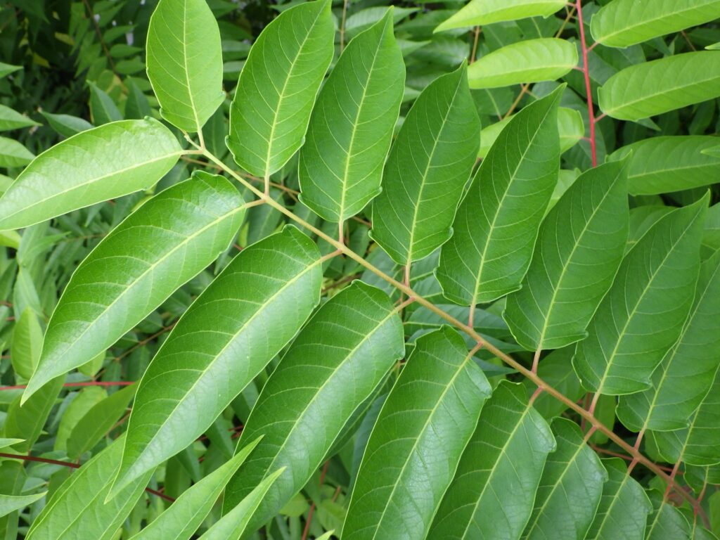 ニワウルシの葉（偶数羽状複葉）上面