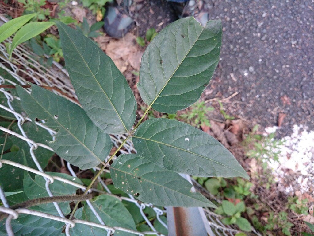 ニワウルシの葉（奇数羽状複葉）上面：小葉の基部が歪に膨らんでおり、この部分に腺点がある。