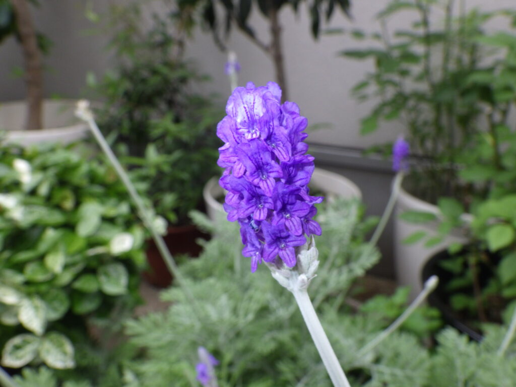 レースラベンダー（ムルチフィダラベンダー）の花