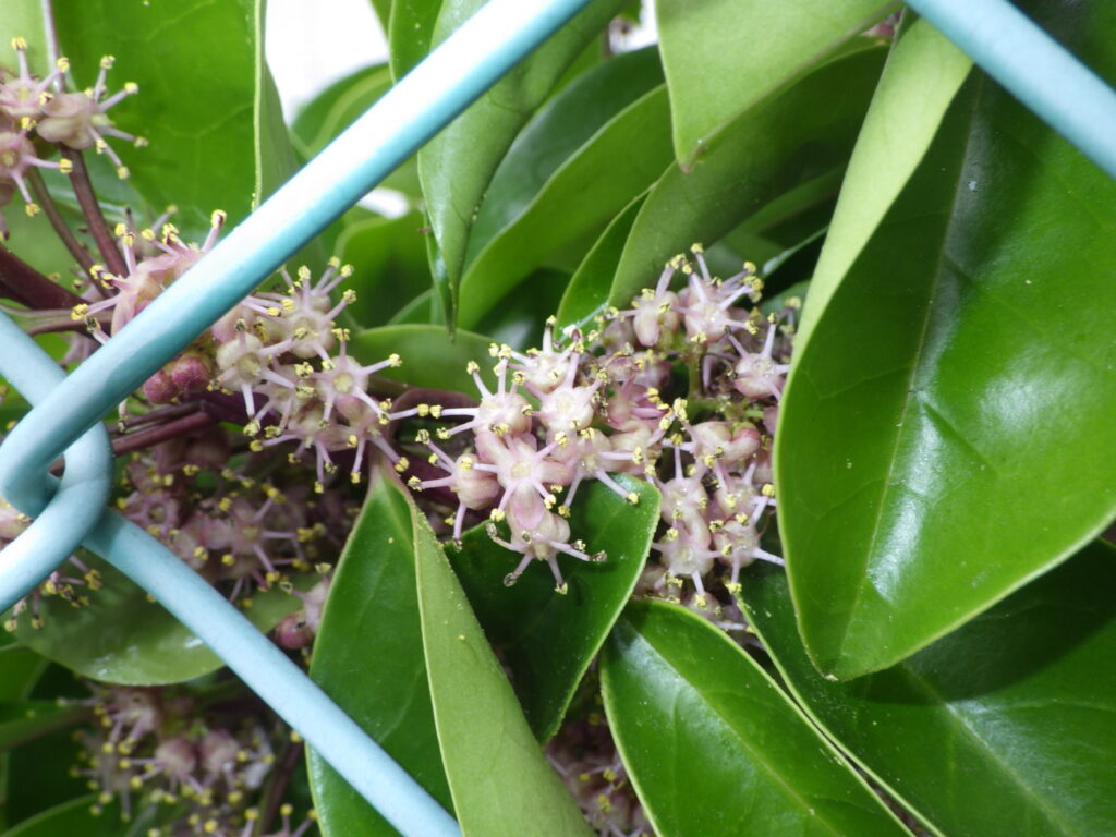 クロガネモチの雄花