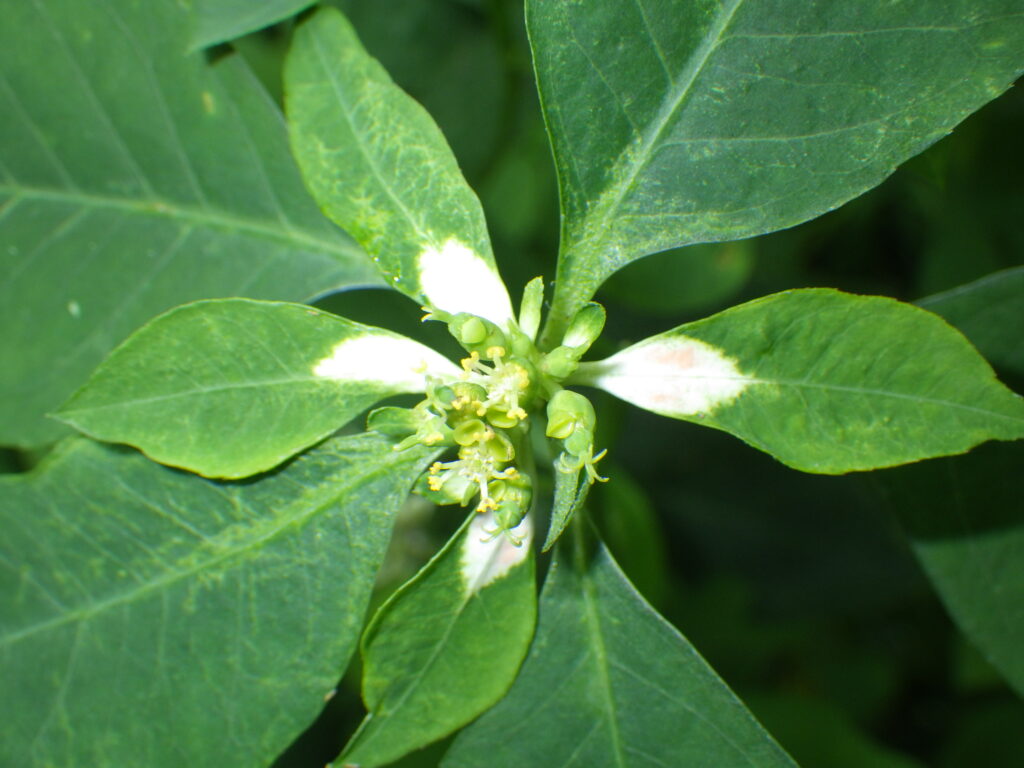 The flowers and bracts of *Epipactis thunbergii*: When the bracts are white, the conditions under which the bracts turn white are not well understood.