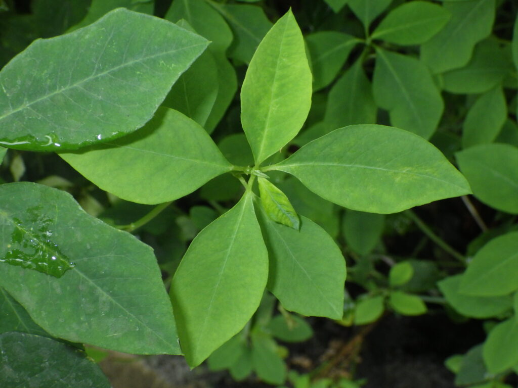 Upper surface of a leaf of *Epipactis thunbergii*: In young leaves, the center may not be indented, but in the mature leaf on the left, the indentation is present.