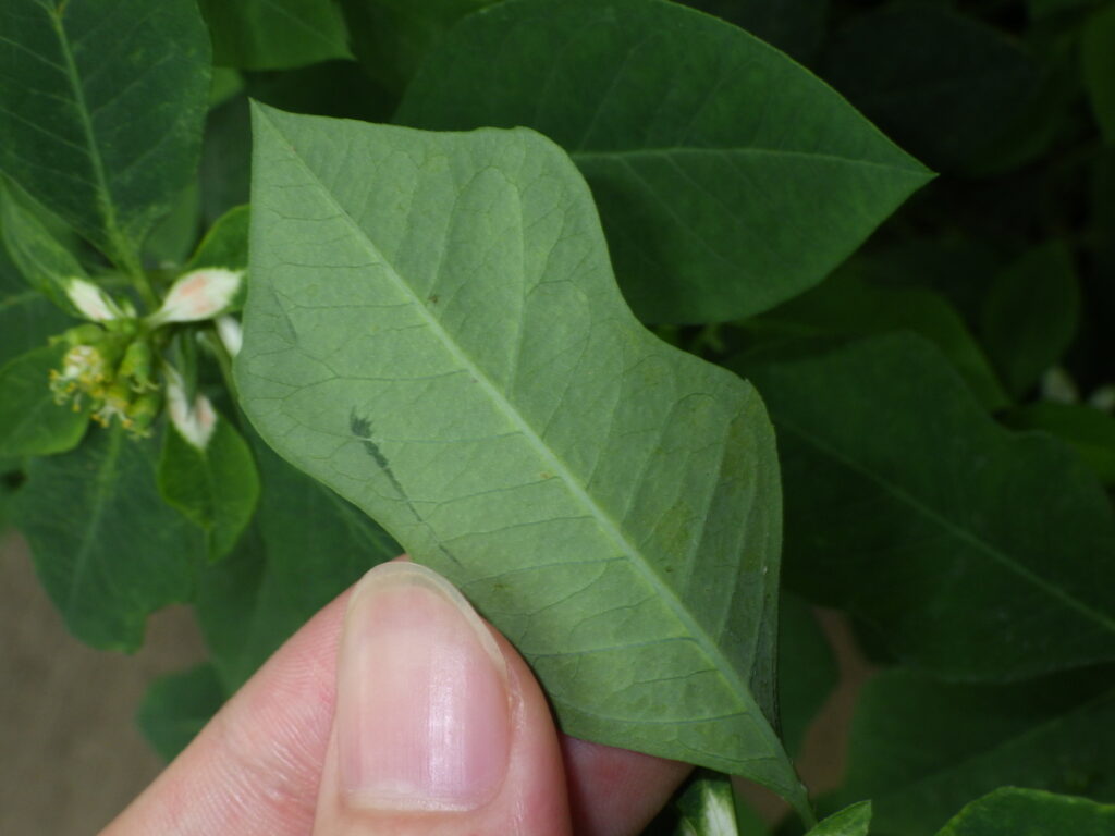 Underside of a leaf of *Euphorbia melanophylla*