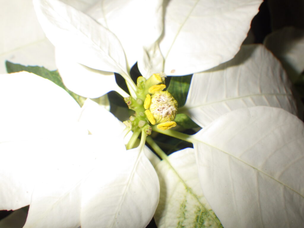Poinsettia (Dianthus superbus) - White bract-shaped buds