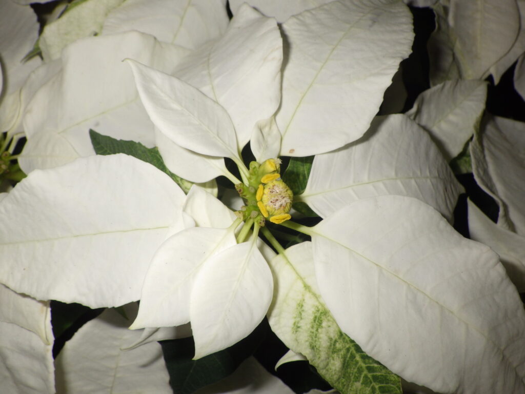 Poinsettia (Dianthus superbus) - White, bract-shaped bracts