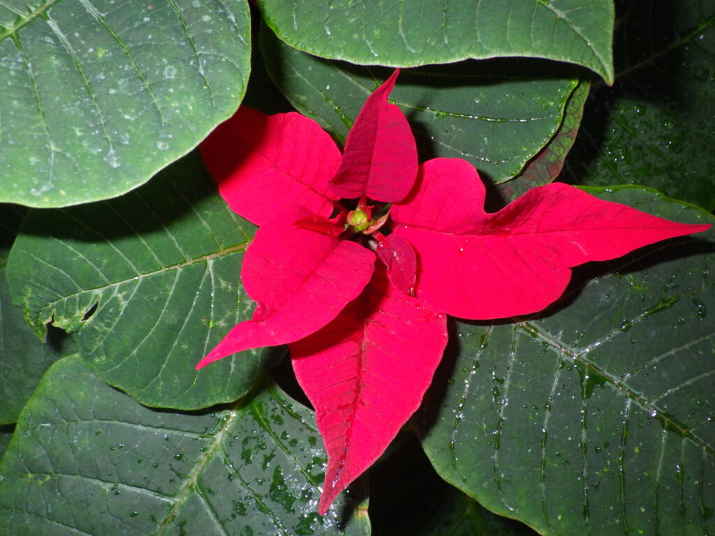 Poinsettia (Dianthus superbus) - Red bract-shaped bracts