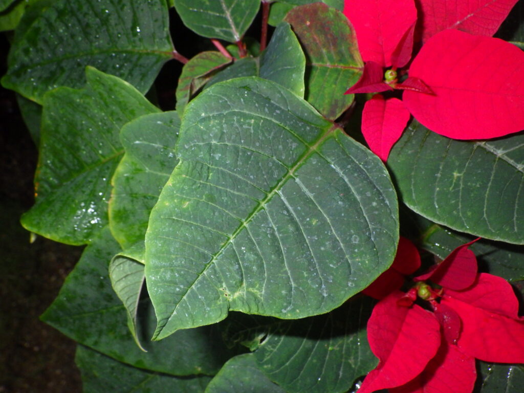 Poinsettia (Dianthus superbus) - Red, bract-shaped leaves