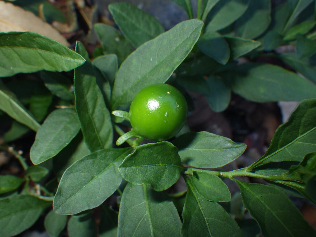 タマサンゴの未熟果