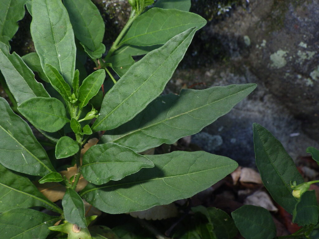 タマサンゴの葉上面