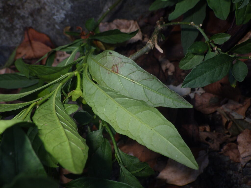 タマサンゴの葉下面