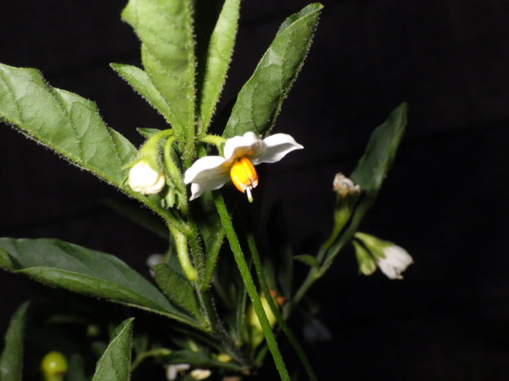 ヒメタマサンゴの花