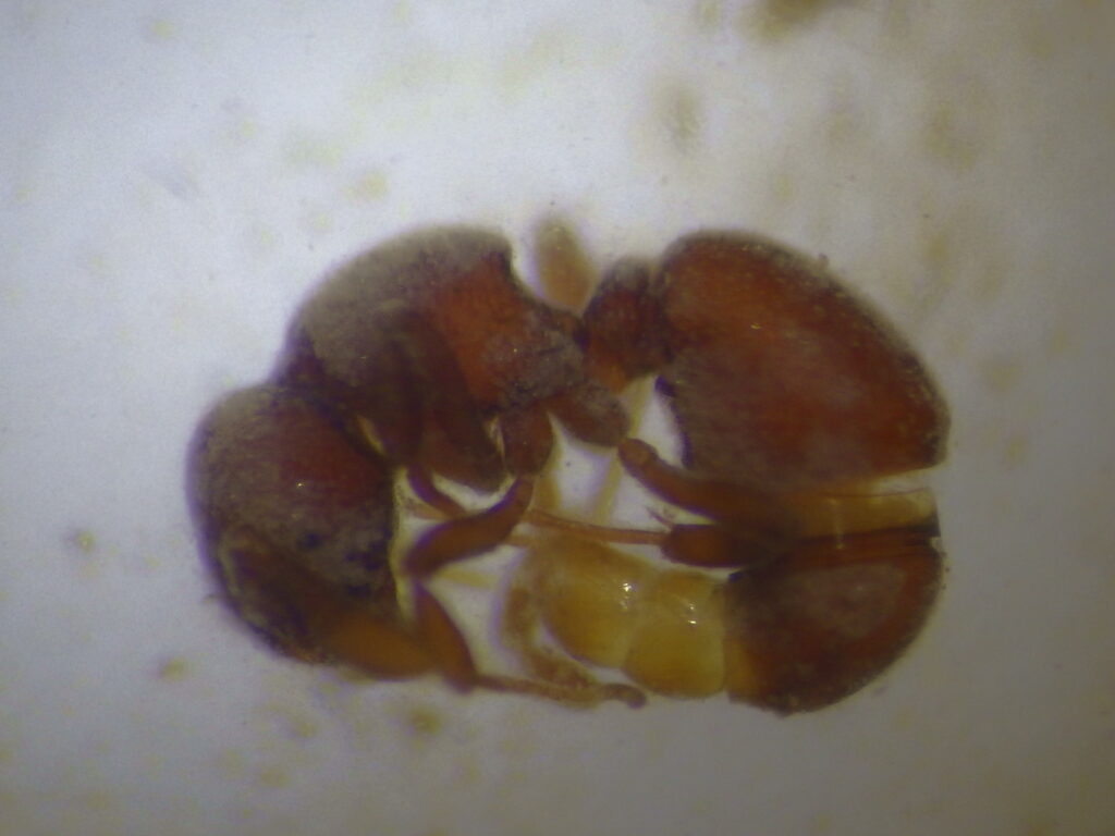 Female adult worker of the ant species *Platanthera japonica*: has compound eyes.