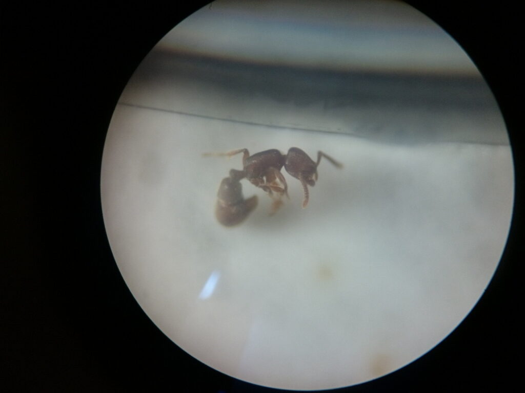 Female adult worker of the ant species *Ito-kagibara*: The hook-shaped abdomen is visible.