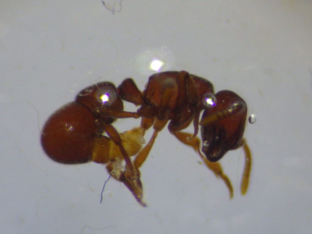 Female adult worker of *Lycoperdon morishitai*: The tip of the abdomen is fully extended, but this is because it was preserved in ethanol; normally it would be in the same state as *Lycoperdon watasei*.