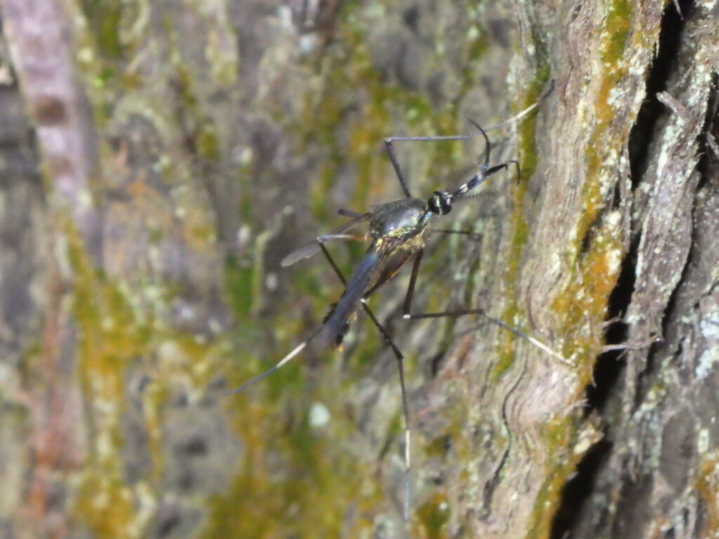 トワダオオカの成虫