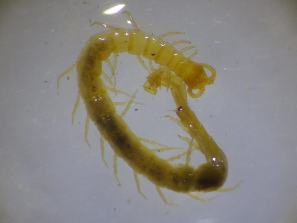 Full form of an adult Japanese maneless centipede