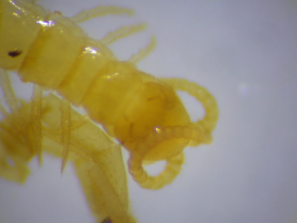 Head of an adult Japanese pygmy centipede