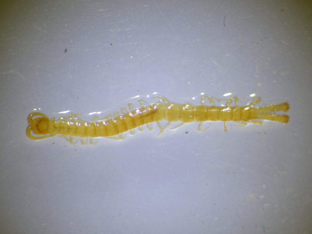 Complete image of an adult striped centipede
