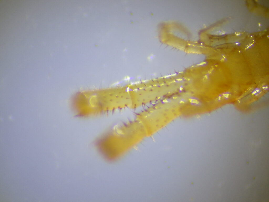 The final legs of an adult *Centipede spp.*: They are strangely enlarged and covered with countless spines called "serrations."