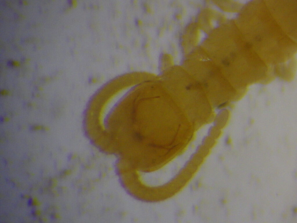 Head of an adult *Centipede spp.*: The first tergite has a thin horizontal groove.