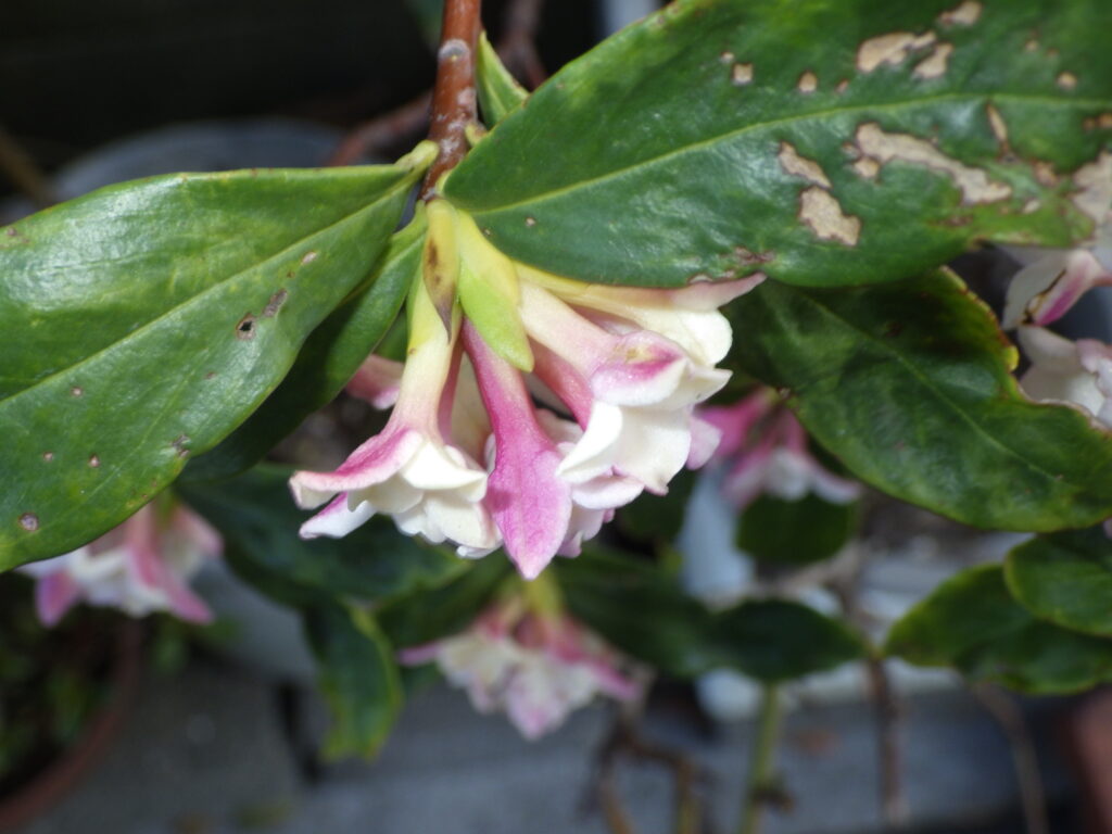 ジンチョウゲの花側面：萼は無毛。