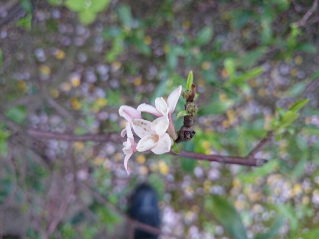 ウスイロジンチョウゲの花：萼側面の色が薄いためウスイロジンチョウゲとしているが何を持って「薄色」なのか筆者は原記載を確認できていないので分からない。