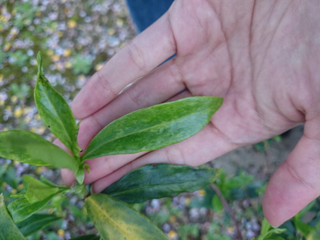 ウスイロジンチョウゲの葉