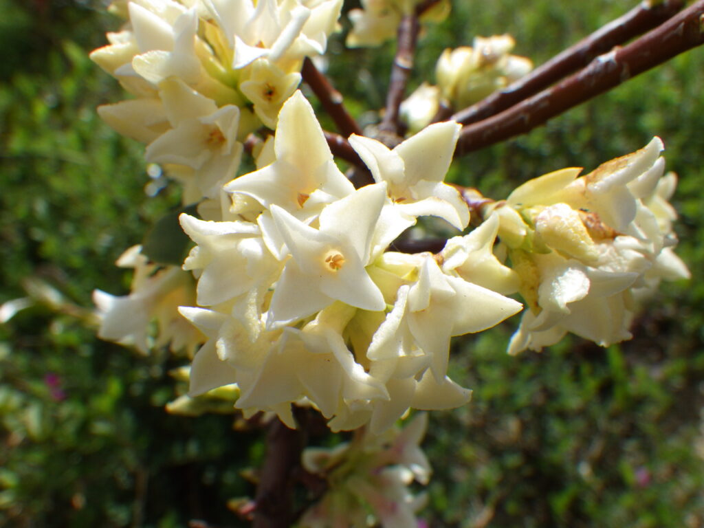 シロバナジンチョウゲの花