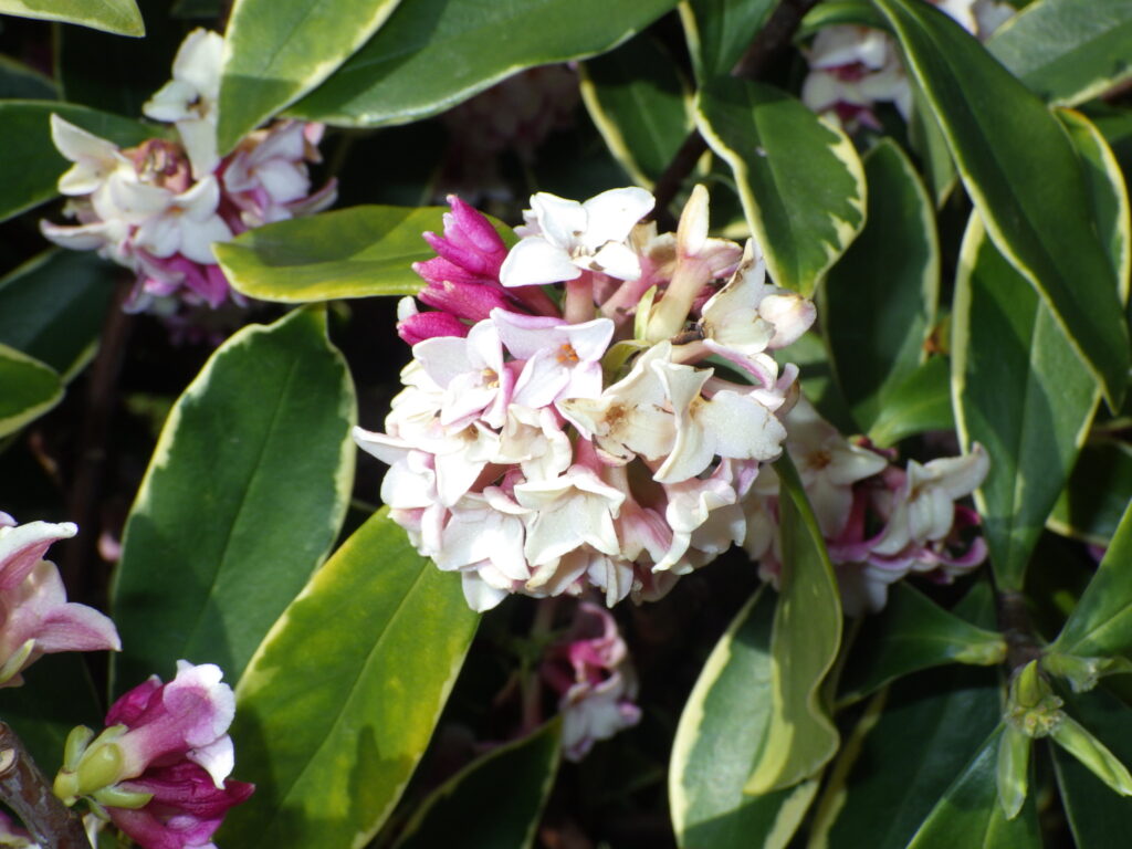 フクリンジンチョウゲの花