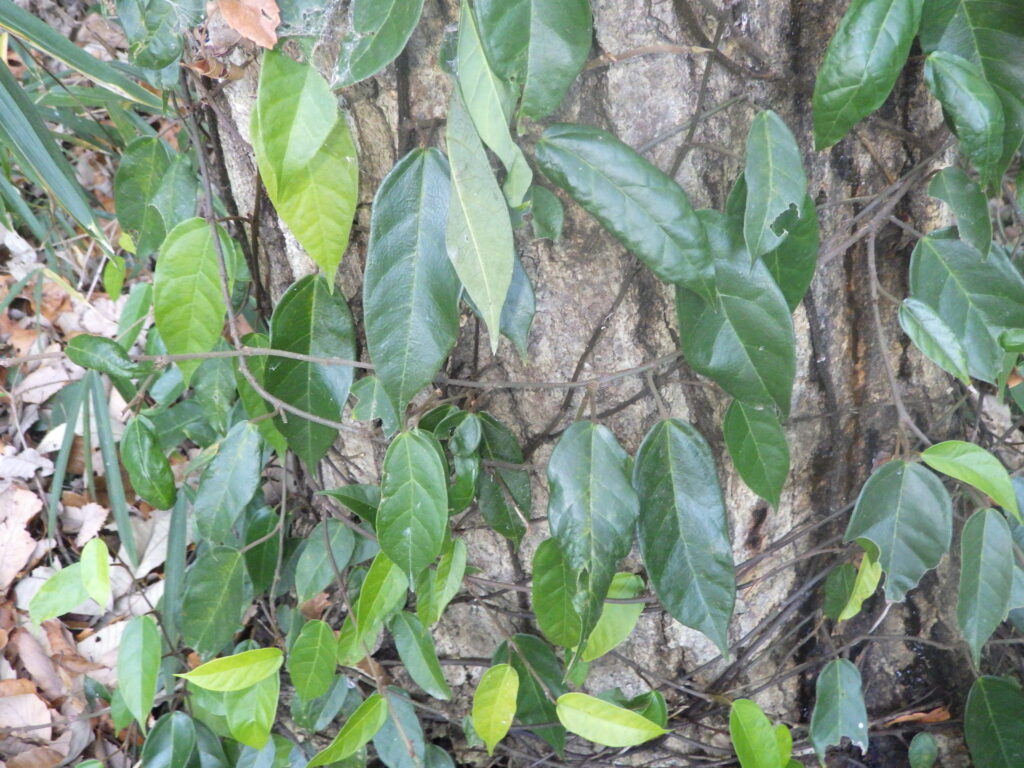 Branches of Ficus pumila