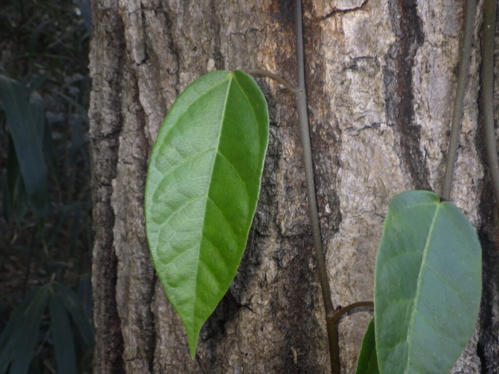 Upper surface of the leaves of Ficus microcarpa