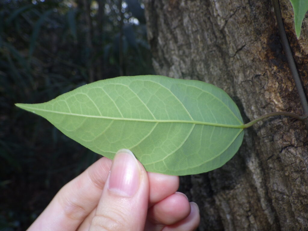 Underside of a Ficus microcarpa leaf