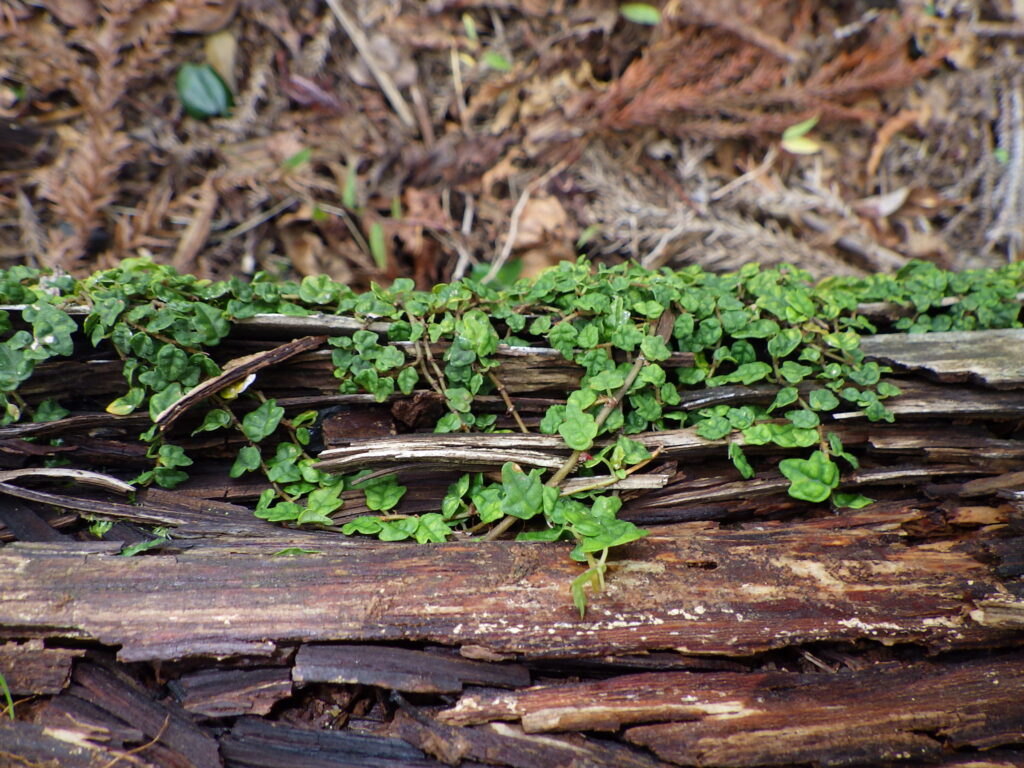 Young leaves of Ficus microcarpa: They have serrated edges.